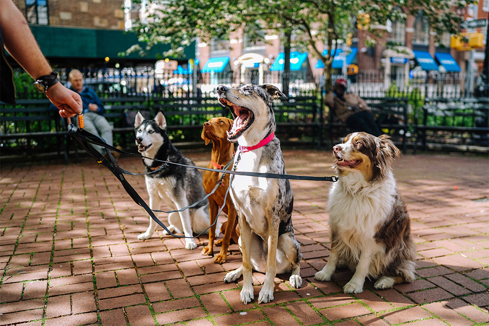 spca-dog-walk-and-pet-fair-spca-of-westchester